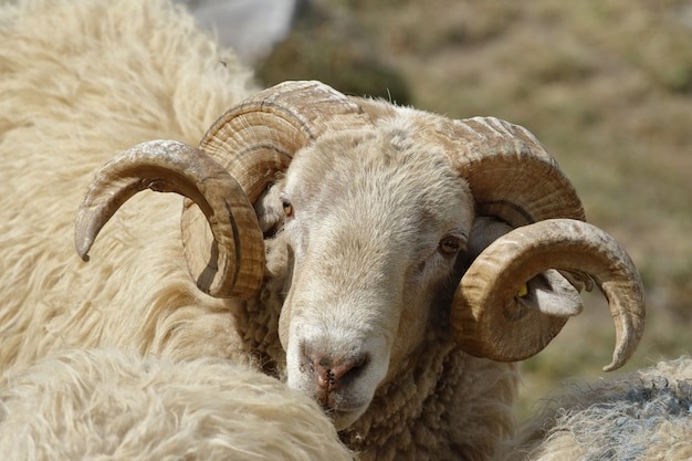 Article : Fête de Tabaski : du rituel au factuel